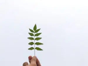 momentum business hub - green bunch of leaves