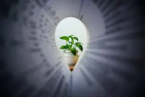 momentum business hub - green plant in white ceramic pot